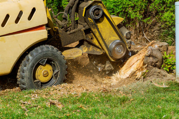 Best Hazardous Tree Removal  in Bourbonnais, IL