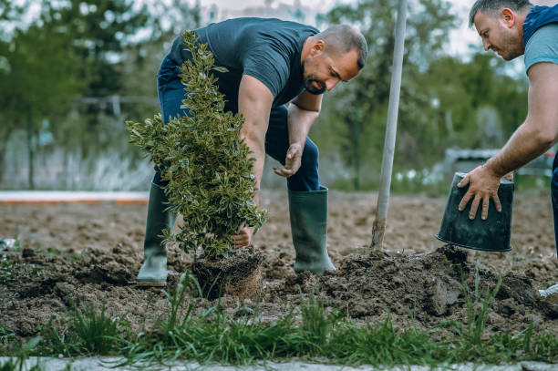 Best Soil Testing and Treatment  in Bourbonnais, IL